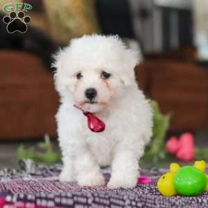 Rambo, Bichon Frise Puppy